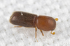 Cyclorhipidion bodoanum - Photo (c) solomon v. hendrix, some rights reserved (CC BY-NC), uploaded by solomon v. hendrix