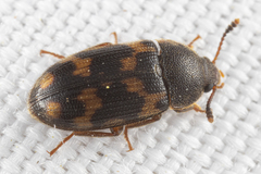 Coleoptera