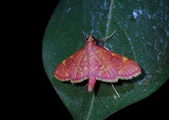 Ischnurges