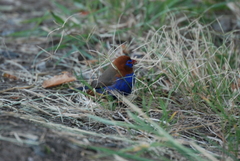 Granatina ianthinogaster