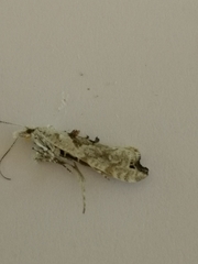 Ypsolopha asperella