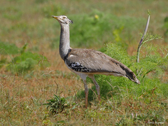 Ardeotis kori struthiunculus