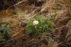 Anemonastrum villosissimum