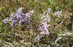 Limonium caspium