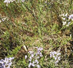 Limonium caspium