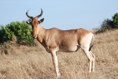 Alcelaphus buselaphus cokii