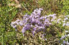 Limonium caspium