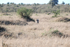 Hyaena hyaena