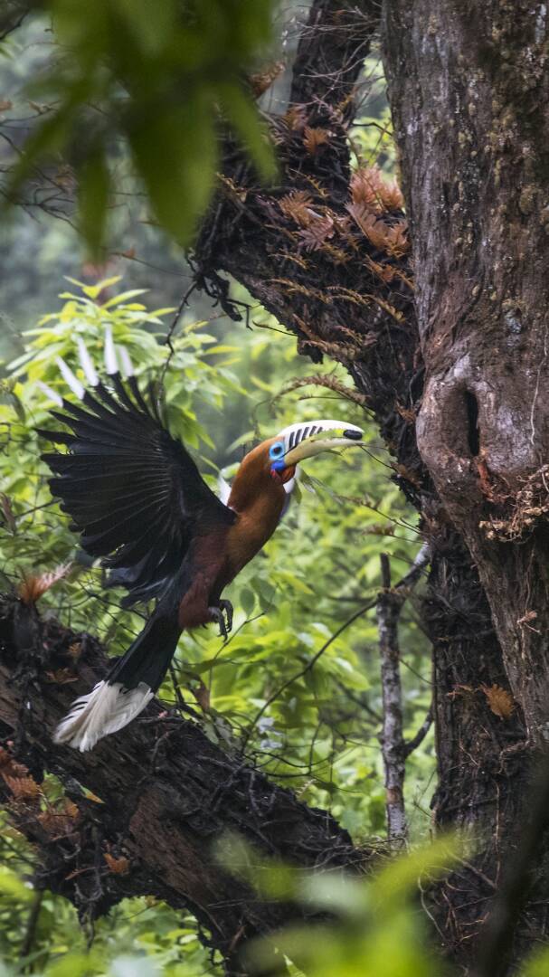 Rufous-necked Hornbill illustration