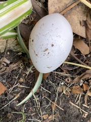 Antrostomus carolinensis