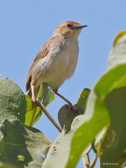Cisticola bodessa