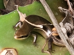Marisora brachypoda