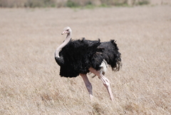 Struthio camelus massaicus