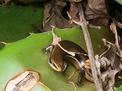 Marisora brachypoda