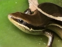 Marisora brachypoda