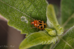 Systena nigroplagiata