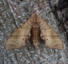 Marumba dyras