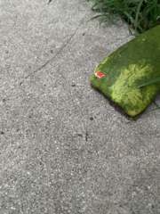 Formicidae