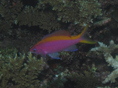 Mirolabrichthys tuka