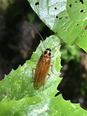 Ischnoptera bilunata