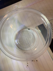 Formicidae