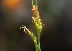 Carex triquetra