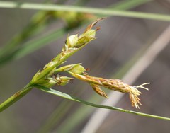 Carex triquetra