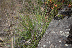 Carex triquetra