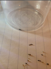 Formicidae