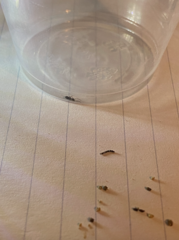 Formicidae