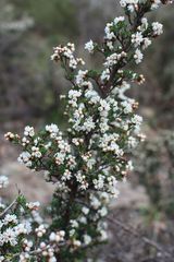 Cryptandra tomentosa