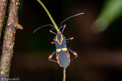 Schaeferocoris ecuadorensis