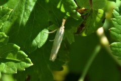 Crambus pascuella