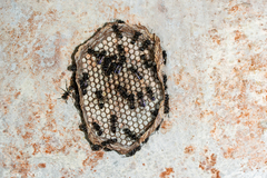 Metapolybia