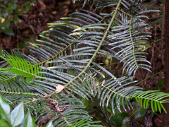 Cephalotaxus