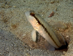 Blackline Shrimpgoby photo 2