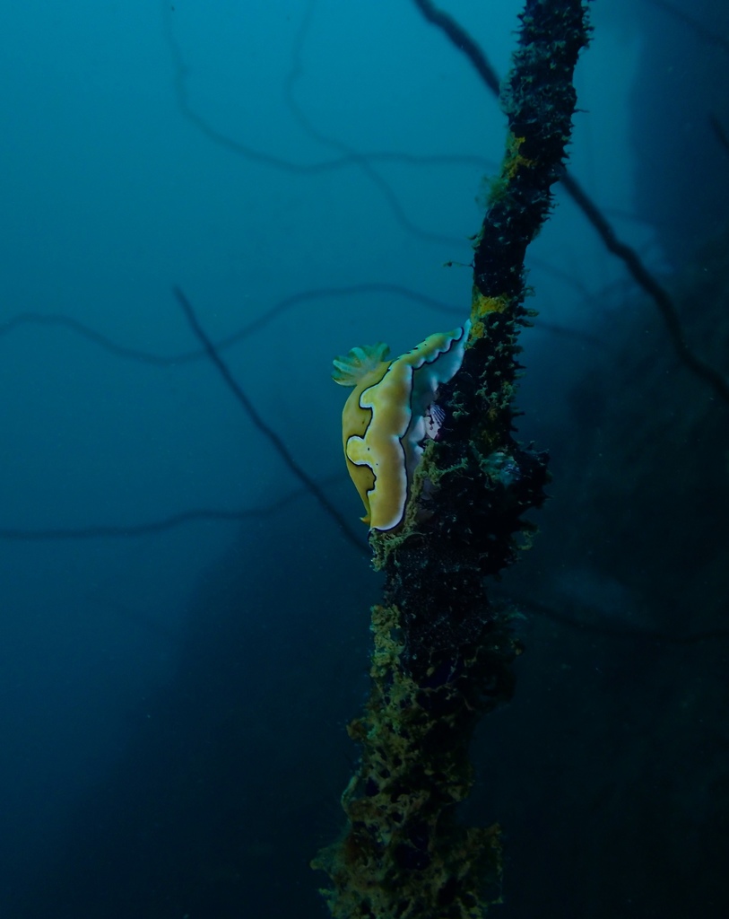 Photo of Co's goniobranchus (Goniobranchus coi)