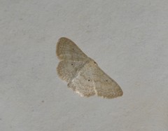 Scopula benitaria