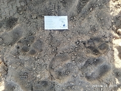 Canis lupus pallipes