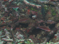 Cirrhilabrus beauperryi