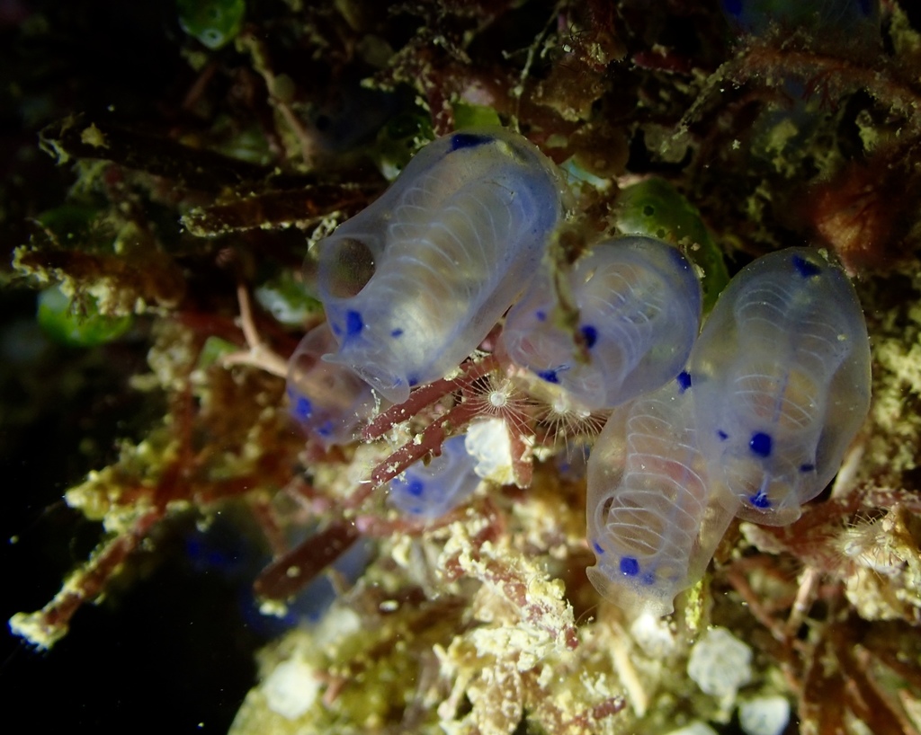 Clavelina moluccensis
