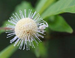 Mastira tegularis