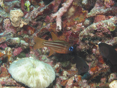 Ostorhinchus compressus