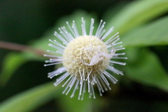 Mastira tegularis