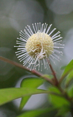 Mastira tegularis