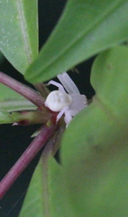 Mastira tegularis