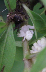 Mastira tegularis