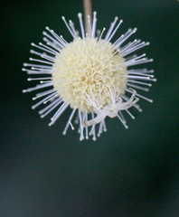 Mastira tegularis