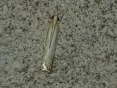 Crambus agitatellus