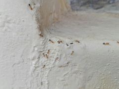 Trichomyrmex destructor